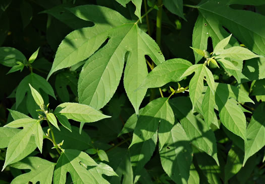 image of Ambrosia trifida var. trifida, Giant Ragweed, Great Ragweed