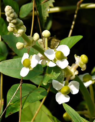 Sagittaria latifolia +, Broadleaf Arrowhead, Duck Potato, Common Arrowhead