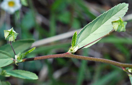 Sida rhombifolia var. rhombifolia, Arrowleaf Sida, Diamondleaf Fanpetal, Cuban Jute