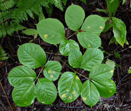 image of Aralia nudicaulis, Wild Sarsaparilla