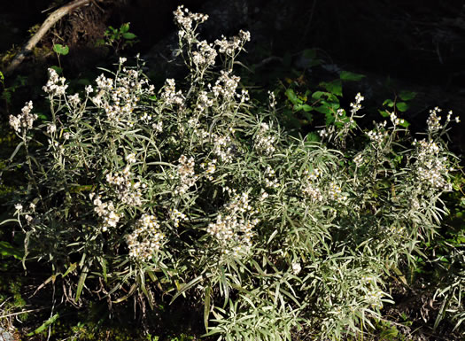 image of Anaphalis margaritacea, Pearly-everlasting