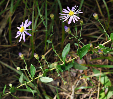 image of Symphyotrichum patens var. patens, Late Purple Aster, Common Clasping Aster, Late Blue Aster, Skydrop Aster