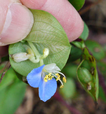 image of Commelina communis, Asiatic Dayflower, Common Dayflower