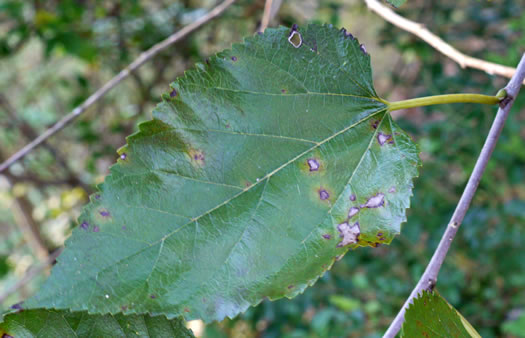 image of Morus alba, White Mulberry, Silkworm Mulberry, Russian Mulberry