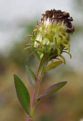 image of Symphyotrichum retroflexum, Curtis's Aster, Rigid Whitetop Aster