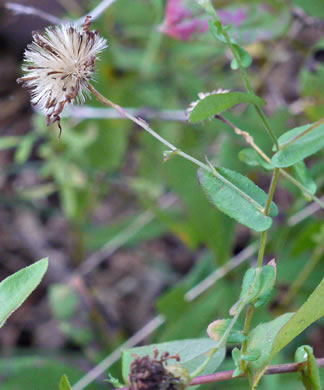 bristles