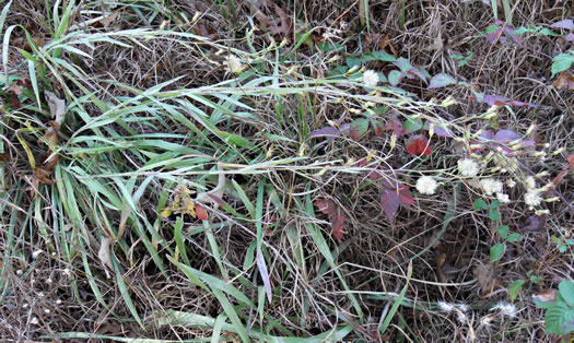 image of Pityopsis nervosa, Common Silkgrass, Grassleaf Goldenaster