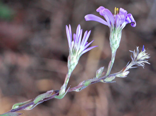 Symphyotrichum concolor var. concolor, Eastern Silvery Aster