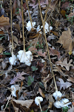 image of Verbesina virginica var. virginica, White Crownbeard, Common Frostweed, White Wingstem, Virginia Wingstem