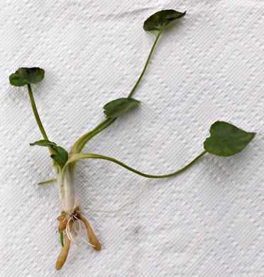 image of Ficaria verna ssp. verna, Fig Buttercup, Lesser Celandine, Pilewort