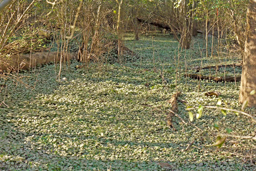 image of Ficaria verna ssp. verna, Fig Buttercup, Lesser Celandine, Pilewort