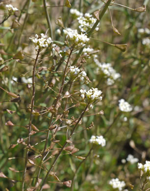 image of Capsella bursa-pastoris, Common Shepherd's Purse