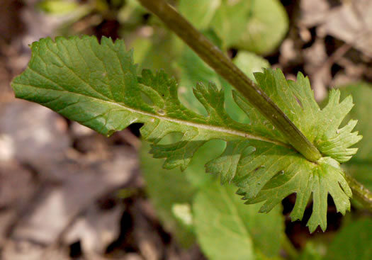 image of Packera aurea, Golden Ragwort, Heartleaf Ragwort, Golden Groundsel