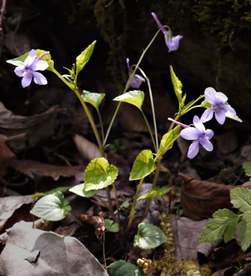 image of Viola rostrata, Longspur Violet