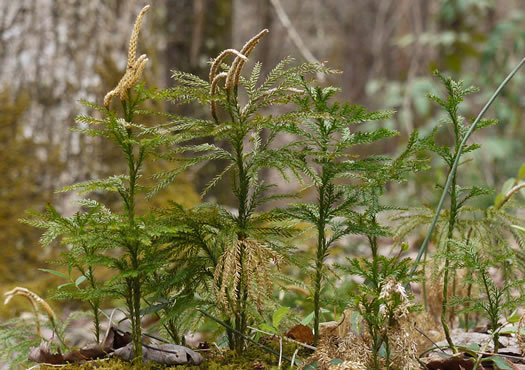 image of Dendrolycopodium obscurum, Flat-branched Tree-clubmoss, Common Ground-pine