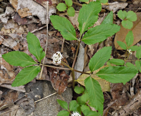 image of Nanopanax trifolius, Dwarf Ginseng