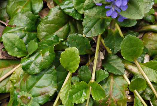 image of Ajuga reptans, Carpet Bugle, Bugle-weed