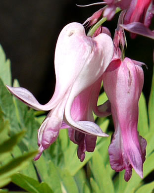 Dicentra eximia, Wild Bleeding Heart