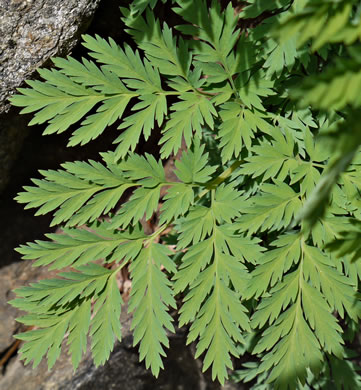 image of Dicentra eximia, Wild Bleeding Heart