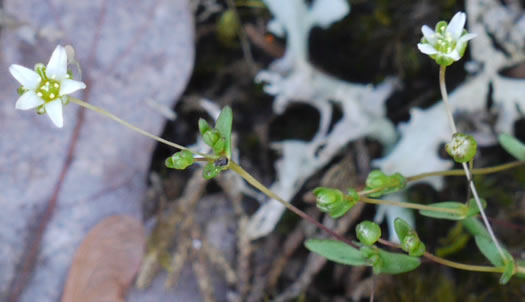 image of Geocarpon uniflorum, Piedmont Sandwort, One-flower Sandwort