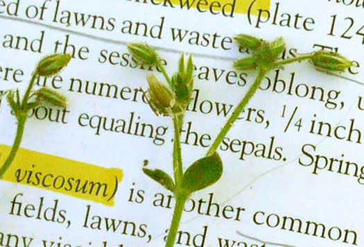 image of Cerastium brachypetalum, Gray Mouse-ear Chickweed, Gray Chickweed