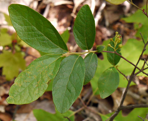 image of Gaylussacia baccata, Black Huckleberry, Crackleberry