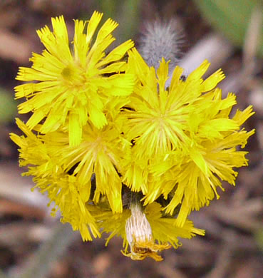 image of Pilosella caespitosa, Field Hawkweed, Yellow King-devil, Meadow Hawkweed