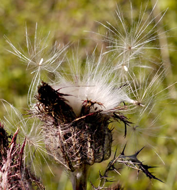 pappus