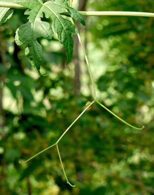 image of Ampelopsis glandulosa, Porcelain-berry, Amur Peppervine