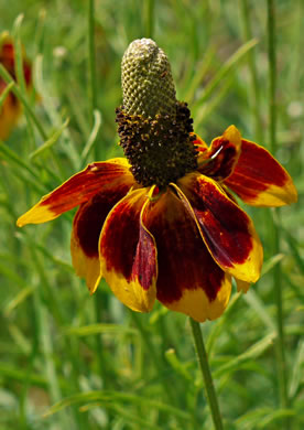 image of Ratibida columnifera, Mexican Hat, Columnar Prairie Coneflower, Upright Coneflower, Long-headed Coneflower