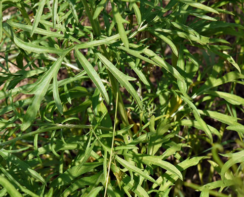 image of Ratibida columnifera, Mexican Hat, Columnar Prairie Coneflower, Upright Coneflower, Long-headed Coneflower