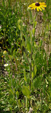 image of Rudbeckia hirta var. hirta, Woodland Black-eyed Susan