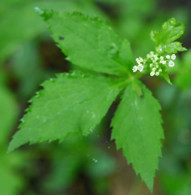 image of Cryptotaenia canadensis, Honewort