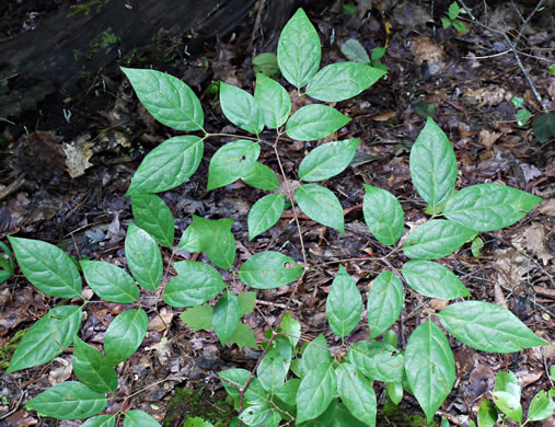 image of Calycanthus floridus, Sweetshrub, Carolina Allspice, Strawberry-shrub