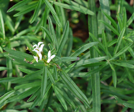 image of Sericocarpus linifolius, Narrowleaf Whitetop Aster, Slender Whitetop Aster