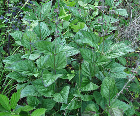 image of Salvia urticifolia, Nettleleaf Sage