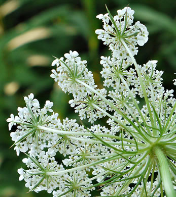 image of Daucus carota ssp. carota, Queen Anne's Lace, Wild Carrot, Bird's Nest