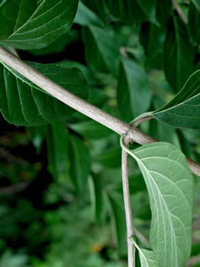 image of Lonicera maackii, Amur Bush-honeysuckle, Amur Honeysuckle