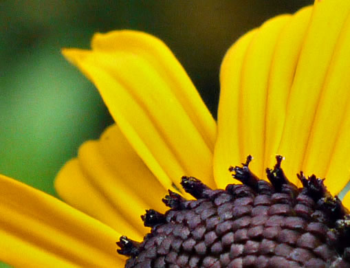 image of Rudbeckia fulgida, Common Eastern Coneflower, Orange Coneflower