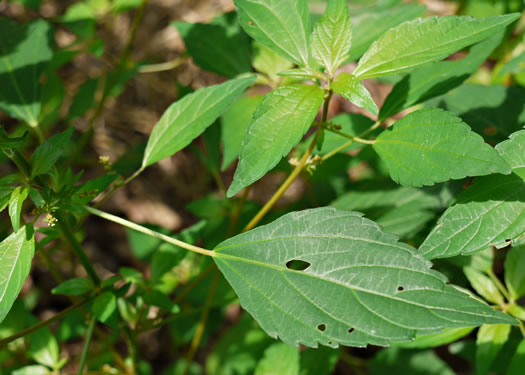 image of Acalypha rhomboidea, Common Threeseed Mercury, Rhombic Copperleaf