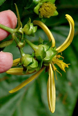 image of Silphium dentatum, Starry Rosinweed