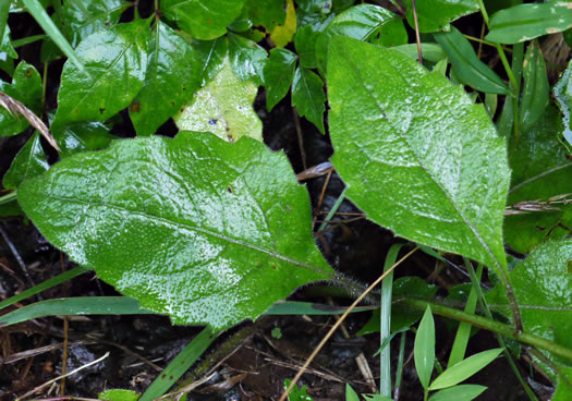 image of Silphium dentatum, Starry Rosinweed