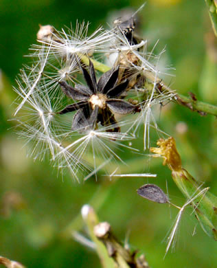 Lactuca canadensis, American Wild Lettuce, Canada Lettuce