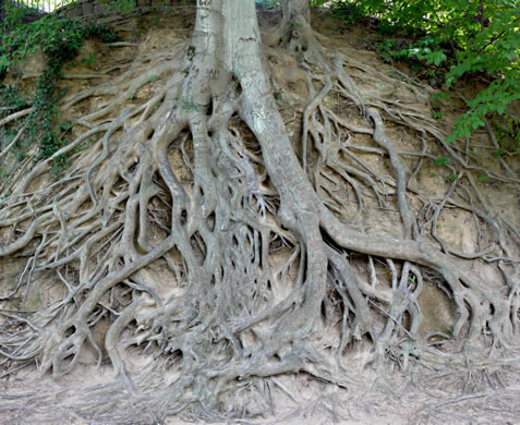 image of Fagus grandifolia +, American Beech