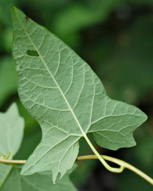 image of Convolvulus fraterniflorus, Twin-flowered Bindweed, Twoflower Bindweed, Shortstalk False Bindweed