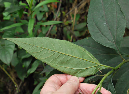 image of Helianthus decapetalus, Thinleaf Sunflower, Forest Sunflower