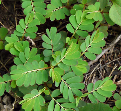 image of Emblica urinaria, Chamber Bitter, Gripeweed