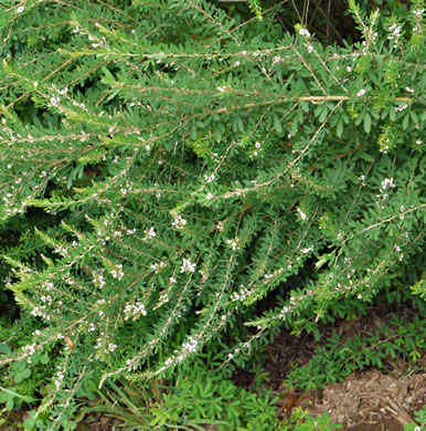 image of Lespedeza cuneata, Sericea Lespedeza, Chinese Lespedeza, Sericea