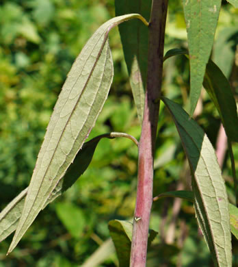 image of Solidago gigantea, Smooth Goldenrod, Late Goldenrod, Giant Goldenrod