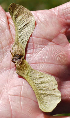 image of Acer platanoides, Norway Maple